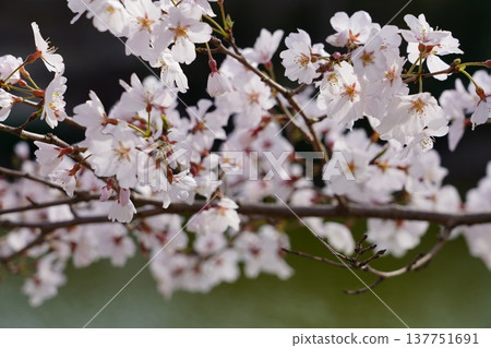 Cherry blossoms at Okayama Castle Cherry blossoms at Okayama Castle 137751691