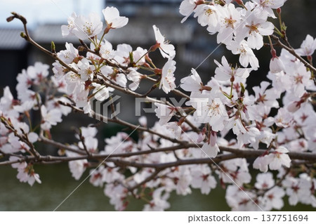 岡山城的櫻花 137751694