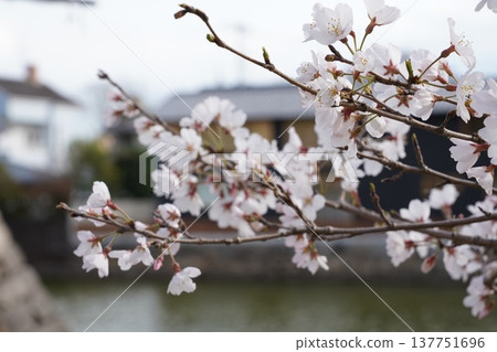 Cherry blossoms at Okayama Castle 137751696