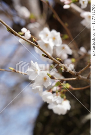 Cherry blossoms at Okayama Castle 137751706