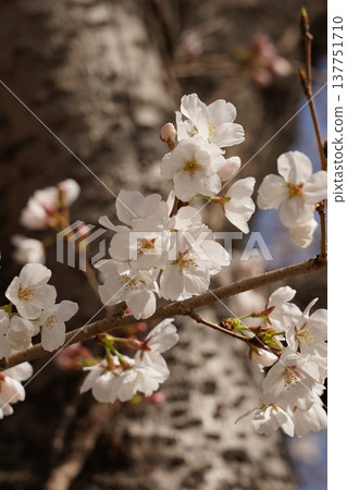 Cherry blossoms at Okayama Castle 137751710