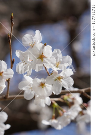 Cherry blossoms at Okayama Castle 137751713