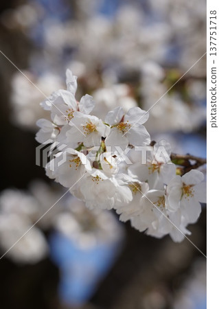 Cherry blossoms at Okayama Castle 137751718