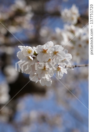 岡山城的櫻花 137751720