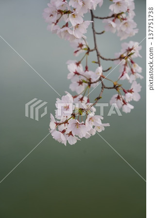 Cherry blossoms at Okayama Castle 137751738