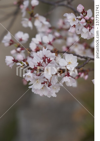 Cherry blossoms at Okayama Castle Cherry blossoms at Okayama Castle 137751741