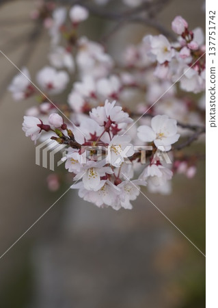 Cherry blossoms at Okayama Castle 137751742