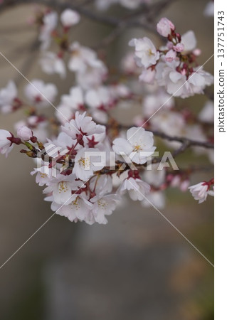 Cherry blossoms at Okayama Castle Cherry blossoms at Okayama Castle 137751743