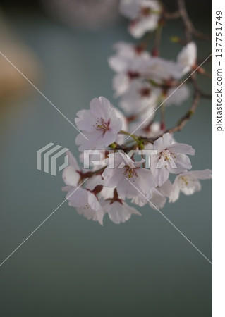 Cherry blossoms at Okayama Castle 137751749