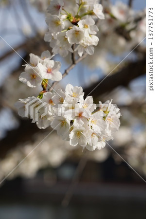Cherry blossoms at Okayama Castle 137751773