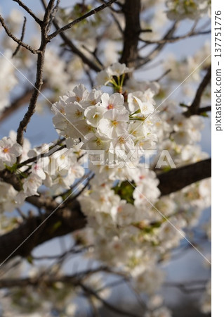 Cherry blossoms at Okayama Castle 137751776