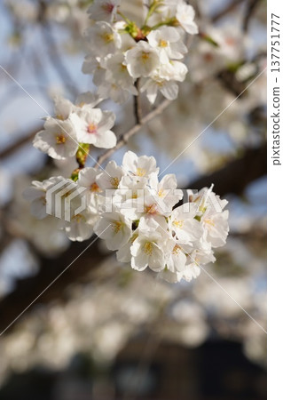 Cherry blossoms at Okayama Castle 137751777