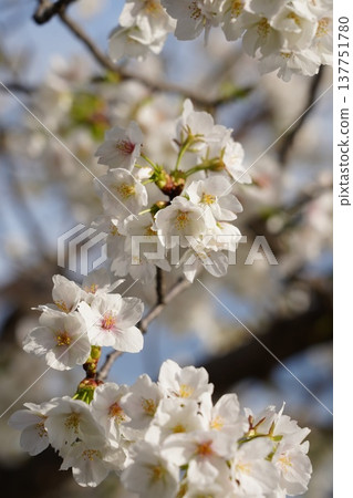 Cherry blossoms at Okayama Castle 137751780