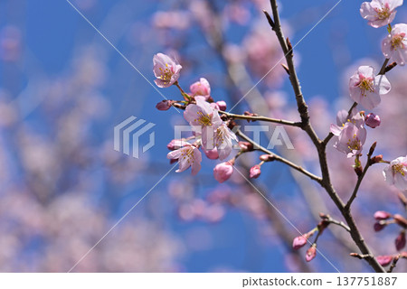 Cherry blossoms, Keiozakura (a type of cherry blossom), background material. Cherry blossoms, Keiozakura (a type of cherry blossom), background material. 137751887