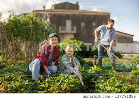 Farmer woman and her son planting strawberries Farmer woman and her son planting strawberries 137751889