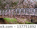 Pink early-blooming cherry blossoms and a bridge 137751892