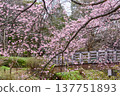 Pink early-blooming cherry blossoms and a bridge 137751893