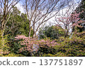 Cherry blossoms in bloom at Shiroyama Park 137751897