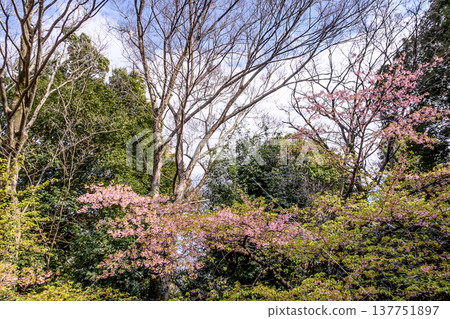 Cherry blossoms in bloom at Shiroyama Park 137751897