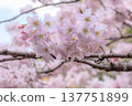 Pale pink early-blooming cherry blossoms 137751899