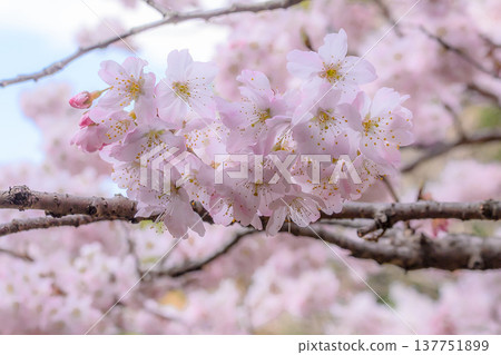 Pale pink early-blooming cherry blossoms 137751899