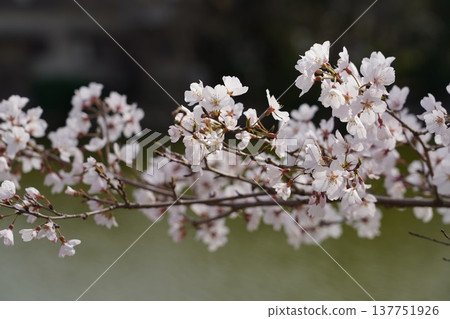 Cherry blossoms at Okayama Castle 137751926