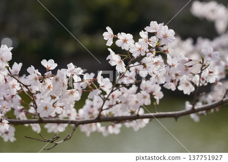 岡山城的櫻花 137751927