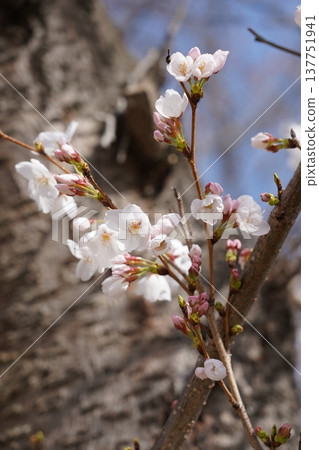 Cherry blossoms at Okayama Castle 137751941
