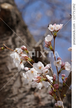 Cherry blossoms at Okayama Castle 137751942