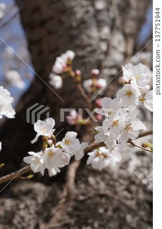 Cherry blossoms at Okayama Castle 137751944