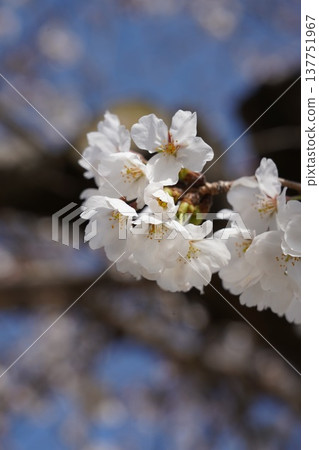 Cherry blossoms at Okayama Castle Cherry blossoms at Okayama Castle 137751967