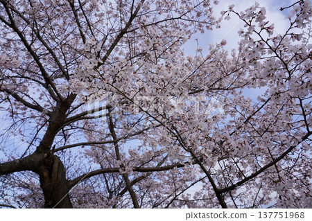 Cherry blossoms at Okayama Castle 137751968