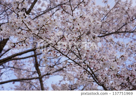 Cherry blossoms at Okayama Castle 137751969