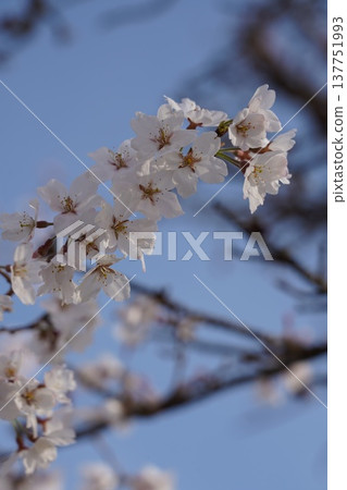 岡山城的櫻花 137751993