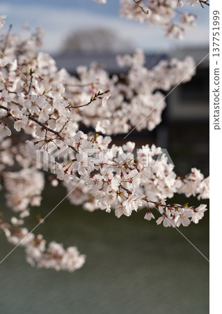 岡山城的櫻花 岡山城的櫻花 137751999