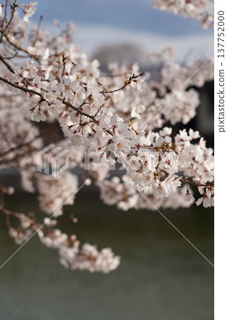 岡山城的櫻花 137752000