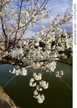 Cherry blossoms at Okayama Castle Cherry blossoms at Okayama Castle 137752001