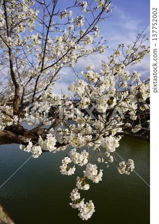 Cherry blossoms at Okayama Castle 137752002