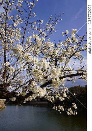 Cherry blossoms at Okayama Castle Cherry blossoms at Okayama Castle 137752003