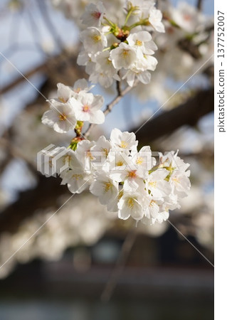 Cherry blossoms at Okayama Castle Cherry blossoms at Okayama Castle 137752007