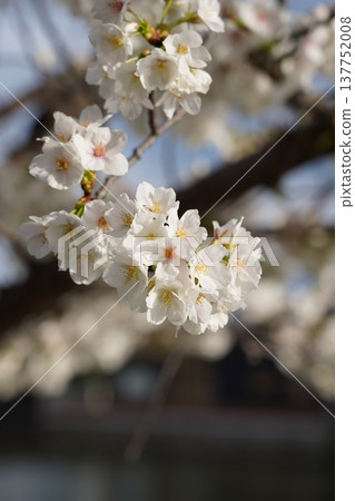 Cherry blossoms at Okayama Castle Cherry blossoms at Okayama Castle 137752008