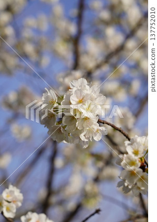 岡山城的櫻花 岡山城的櫻花 137752010