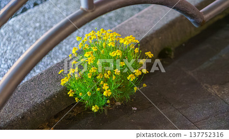Tokyo, Japan - Oct 14 2024, close-up view of a small bush of yellow Thymophylla flowers emerging from under the asphalt on a sidewalk in the Ginza district, Tokyo, Japan Tokyo, Japan - Oct 14 2024, close-up view of a small bush of yellow Thymophylla flowers emerging from under the asphalt on a sidewalk in the Ginza district, Tokyo, Japan 137752316
