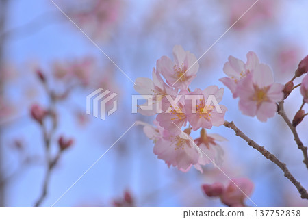 Cherry blossoms, Keiozakura (a type of cherry blossom), background material. Cherry blossoms, Keiozakura (a type of cherry blossom), background material. 137752858