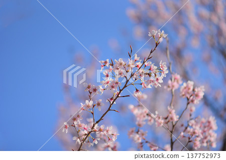 Cherry blossoms, Keiozakura (a type of cherry blossom), background material. Cherry blossoms, Keiozakura (a type of cherry blossom), background material. 137752973
