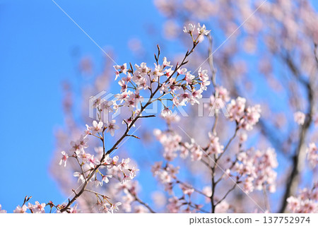 櫻花,景王櫻(一種櫻花),背景素材。 櫻花,景王櫻(一種櫻花),背景素材。 137752974