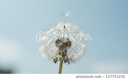 A dandelion dispersing seeds, illustrating hope and community strength in a cracked concrete landscape 137753250