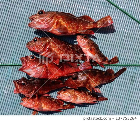 岩魚(荒卡布) 岩魚(荒卡布) 137753264