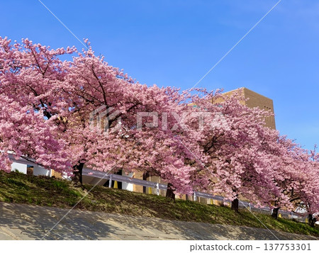 Looking up at the row of cherry trees (Kawazu cherry blossoms, Aoi cherry blossoms) behind Tatsumigaoka Hall, shining brightly against the early spring blue sky. <Otogawa River left bank/Okazaki City, Aichi Prefecture> Looking up at the row of cherry trees (Kawazu cherry blossoms, Aoi cherry blossoms) behind Tatsumigaoka Hall, shining brightly against the early spring blue sky. <Otogawa River left bank/Okazaki City, Aichi Prefecture> 137753301