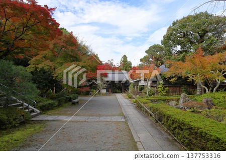 日本楓樹的紅葉 秋葉 137753316